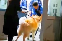 夜、交番を発見した秋田犬→お巡りさんに近付いて…微笑ましすぎる『警察官とのやり取り』が264万再生「お巡りさん側が待ってて草」「平和」