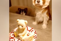 カチューシャを被った犬に『美味しそうなケーキ』を出してみた結果…「目バッキバキｗｗ」「本気で草」わかりやす過ぎる『表情』に爆笑続々