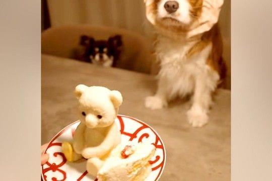 カチューシャを被った犬に『美味しそうなケーキ』を出してみた結果…「目バッキバキww」「本気で草」わかりやす過ぎる『表情』に爆笑続々