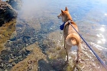 初めて海に来た元保護犬→お母さんが泳ぎ始めると、心配をして…家族愛に溢れた『微笑ましい光景』に反響「海よりも深い愛」「優しい…感動した」