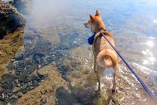 初めて海に来た元保護犬→お母さんが泳ぎ始めると、心配をして…家族愛に溢れた『微笑ましい光景』に反響「海よりも深い愛」「優しい…感動した」