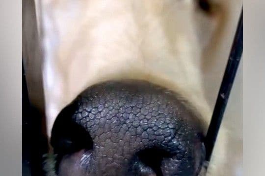 『美しく、高貴な犬』と言われるアフガンハウンド→実際に飼ってみると…想像を違いすぎる『衝撃の寝顔』が29万再生「白目で草」「爆笑ww」
