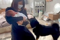 出産のため入院していた女性→退院後、赤ちゃんと一緒に家に帰ったら『犬』が…尊すぎる『初対面の光景』に反響「優しいお兄ちゃんになりそう」