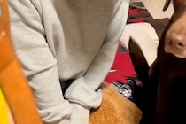 『お腹が痛い』と苦しんでいたら、見ていた大型犬が『大丈夫？』と近づいてきて…『心配の表情』に感動「顔だけで気持ち伝わる」「なんていい子」
