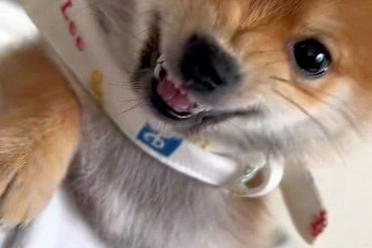 寝ている妻に近づいた結果→小さな子犬が『ママを起こすな！』とブチギレて…全く怖くない『尊い光景』が183万再生「可愛い攻撃」「守ってる」