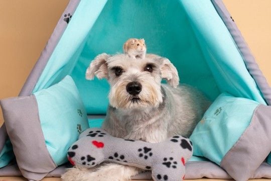 犬と『相性がいい動物』5選　多頭飼いしやすいと言われる理由とは？