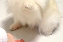 姪っ子に『ハイタッチ』を求められる犬→相手によっては…あまりにも違う『態度と表情』が10万表示「アイドルのオンとオフｗ」「格差あって草」