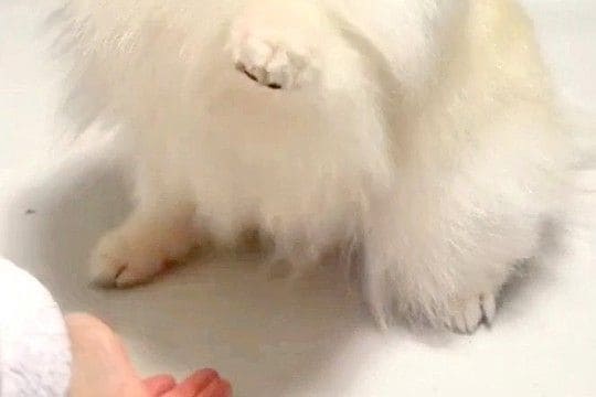 姪っ子に『ハイタッチ』を求められる犬→相手によっては…あまりにも違う『態度と表情』が10万表示「アイドルのオンとオフｗ」「格差あって草」