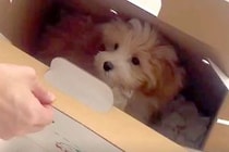 値下げされ、売れ残っていた犬→『この子を守りたい』と飼った結果…素敵すぎる『半年の成長記録』が22万再生「愛嬌あって癒される」「可愛い」