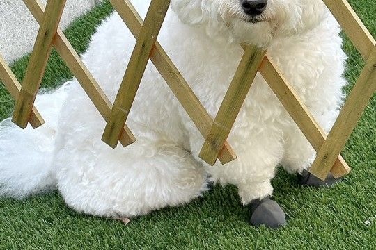 庭で作業するため『バリケード』を設置した結果→犬が様子を見に来て…まさかの『AIのバグのような顔面』に爆笑「処理ミスｗ」「刺さってて草」