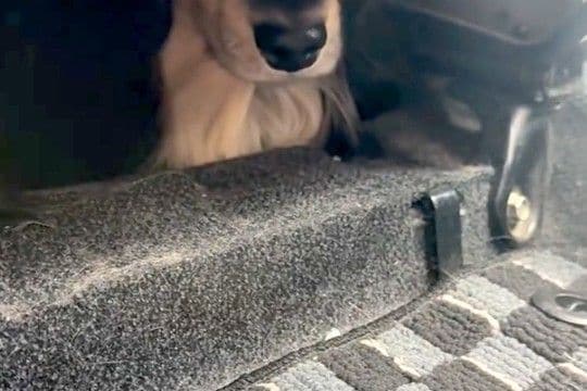 犬の爪を切るため、車で病院へ→到着した瞬間に怖がってしまい…思わず逃げた『まさかの場所』に反響「絶対に行かないワン」「可愛すぎるw」