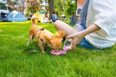 水を飲む犬