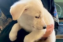 施設の隅で震えていた『人が苦手な保護子犬』を飼った結果→1年間、愛情を注ぎ続けたら…『まさかの変化』に反響「運命の出会い」「よかった」