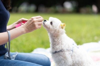 トレーニング中の犬