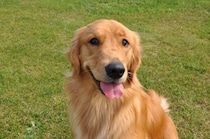 『優しい性格の犬種』ランキングTOP5　おとなしいワンコの特徴や温厚に育てるコツまで