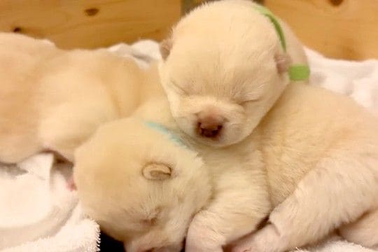生後15日の『目が開いたばかりの犬』→外の世界に興味が湧いて…『脱走を企てる光景』が可愛すぎると悶絶「最高の癒し」「先が思いやられるｗ」