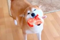 ニコニコ笑顔で嬉しそうな犬→苦手な『シャンプー』をした結果…あからさま過ぎる『表情の違い』が26万表示「無になってて草」「撃沈…ｗｗ」