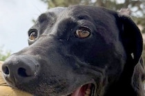 大きなボールが好きな大型犬→『さすがに咥えられないかな』と思っていたら…想像を超える光景に2万いいね「二個持ち凄すぎて草」「可動域がｗ」