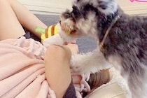 眠気の限界が来たので、お昼寝しようとした結果→犬がおもちゃを持ってきて…譲れない攻防戦と『素敵すぎる展開』に反響「可愛い」「幸せな時間」