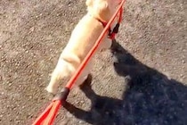 子犬を散歩していたら、リードを咥え始めて…『私が散歩されてる？』あまりにも可愛い光景に爆笑「連れて行ってくれてるｗ」「主導権は譲らん」