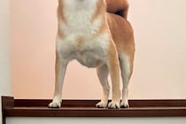 ふと『階段にいる犬』を撮影した結果→頭に光が差し込み…まさかの『神々しい光景』に絶賛「只者ではないオーラ…」「高貴な方の生まれかわり」