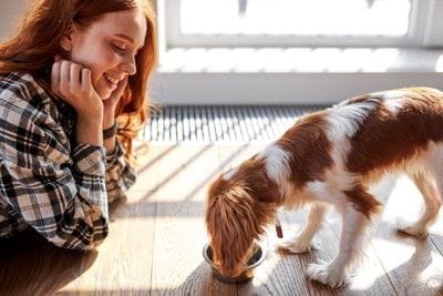 ご飯を食べる犬と見守る女性