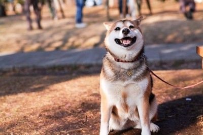 お座りする日本犬