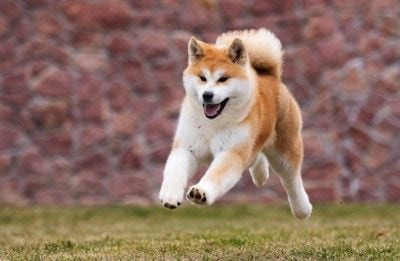 ブラッシング