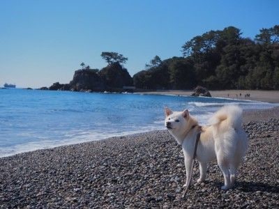 桂浜と白い犬