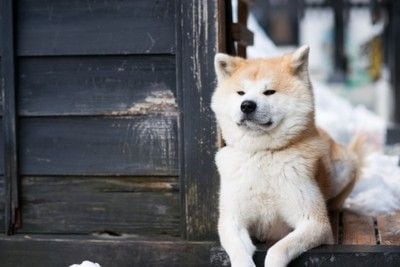 どこかを見つめる秋田犬