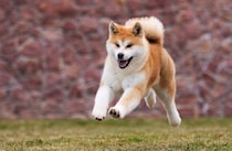 『日本犬』特有の共通点6つ　日本犬にみられる魅力や迎える際の注意点まで解説