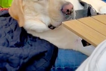 キャンプに来た大型犬→自然に囲まれ、うとうとしてしまい…『眠いのを必死に我慢する表情』が可愛すぎると反響「寝たらいいのにw」「ほのぼの」