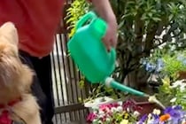 おばあちゃんがお花に水やりをしていたら、なぜか大型犬が近づいて…『ぼくもお手伝いするよ』愛に溢れた優しい光景に絶賛「偉いね」「お水ｗ」