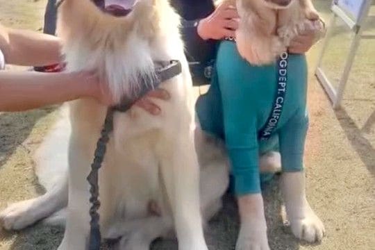 大型犬のオフ会に行ったら『愛犬そっくりなワンコ』を発見→詳しく話を聞くと…奇跡的すぎる『まさかの展開』が11万再生「ご縁だ」「すごい」