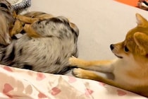 『絶対にママの腕枕で寝たい犬』VS『意地でも退かない犬』わかりやすく抗議をする光景が51万再生「鳴き声がおもちゃみたいｗ」「笑顔になる」