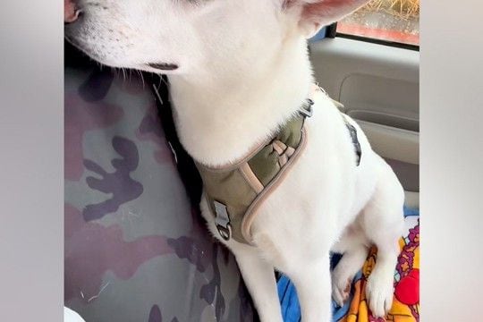車のワイパーを交換した結果→音が鳴るようになってしまい、一緒に乗った犬が…抱きしめたくなる『反応』が20万再生「可哀想だけど可愛いｗ」
