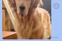 姉から突然のLINE→開いてみると『ご飯を催促する大型犬』が送られてきて…わかりやす過ぎる『表情』に2万いいね「顔ｗｗ」「早すぎて草」
