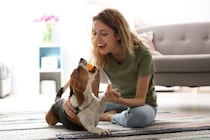 犬を喜ばせる『遊び方』4選　室内でも簡単にできる遊びや楽しませるポイントまで