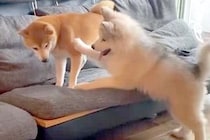 自分より小さな犬に挑む『大型犬の子犬』→反撃され、転んでしまい…あまりに弱すぎる『まさかの光景』が38万再生「こてーん」「赤ちゃんｗｗ」