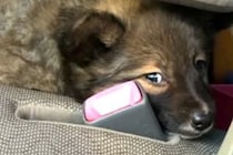 『怯えた顔』をした保護子犬→愛情を込めて、大切に育てた結果…素敵すぎる『表情の違い』に反響「笑顔全開でかわいい」「ありがとう」称賛の声も