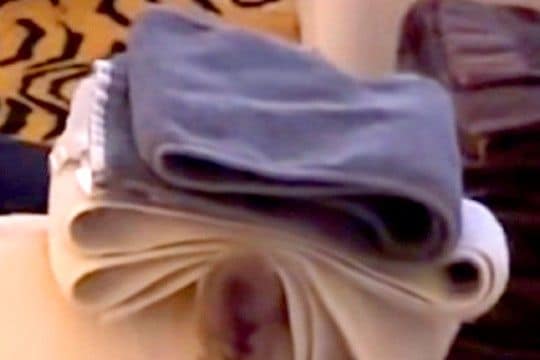 洗濯物を畳んでいたら、ちょうど犬がいたので『頭に洗濯物を置いてみた』結果…愛おしすぎる光景に反響「微動だにしないの可愛いｗ」「いい仕事」