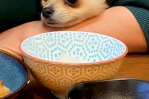 ご飯を食べている最中、腕の隙間から覗いてきた犬→耳が隠れてしまい…別の生物？あまりにも可愛いお顔に反響「眉毛がｗ」「愛くるしい表情」