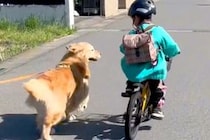 朝、保育園に行く男の子を『お見送り』する大型犬→お別れ後、帰ろうとすると…『まさかの光景』が30万再生「まさに忠犬」「もはや人間みたい」