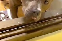 お風呂場におもちゃを入れてしまった犬→なぜか自分で動かずに…人間味がすごい『訴えの表情』が228万再生「表情豊かｗ」「めっちゃ伝わった」