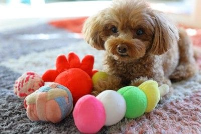 おもちゃと犬