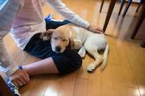 犬が『あご乗せ』してくる心理５選　飼い主のそばを離れない理由や適切な対応まで