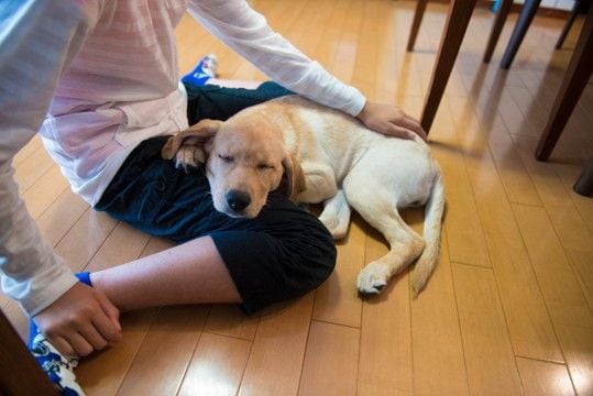 犬が『あご乗せ』してくる心理５選　飼い主のそばを離れない理由や適切な対応まで