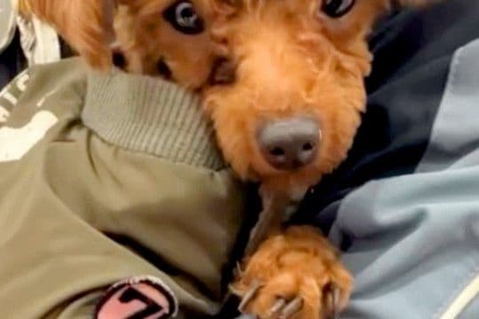 捨てられて、ひとりぼっちだった犬→譲渡会でも引き取られず…最終日に訪れた『運命の出会い』と『激変した生活』に涙「第二の犬生」「幸せに」