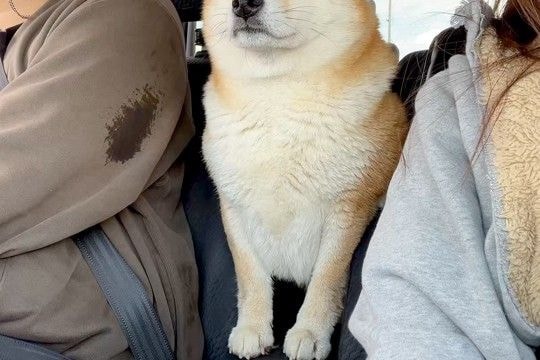 車の後部座席から運転席を覗く犬→戻ろうとしたら、お腹がつっかえてしまい…まさかのハプニングが23万いいね「反則級の可愛さ」「ジタバタｗ」