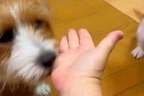 『おて』と犬たちに手を出した結果→『うまくできるかな』と思っていたら…想定外な『尊い行動』に3万いいね「完全に分かってる」「むしろ正解」